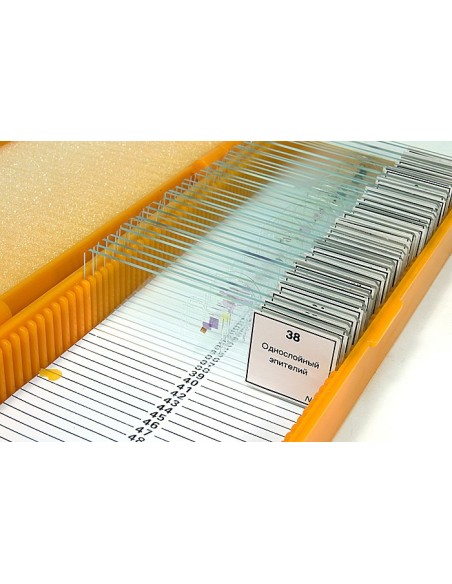 Set di vetrini preparati Levenhuk N38 NG