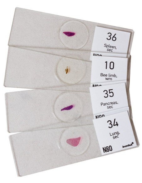 Set di vetrini "See it all!" (Alla scoperta del mondo!) Levenhuk N80 NG