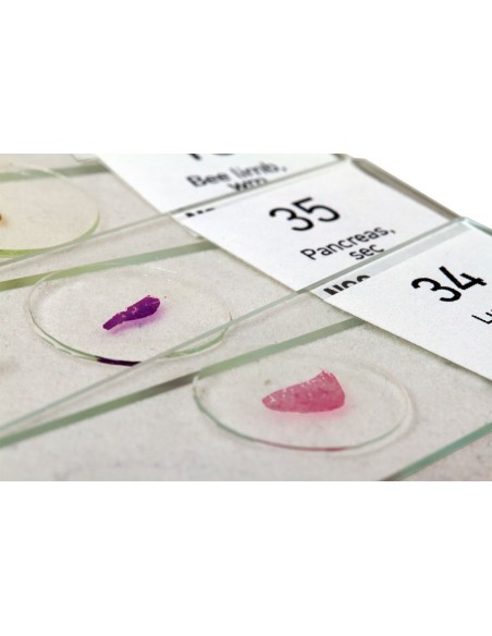 Set di vetrini "See it all!" (Alla scoperta del mondo!) Levenhuk N80 NG