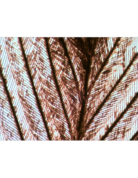 Set di vetrini "See it all!" (Alla scoperta del mondo!) Levenhuk N80 NG