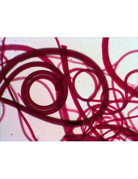 Set di vetrini "See it all!" (Alla scoperta del mondo!) Levenhuk N80 NG