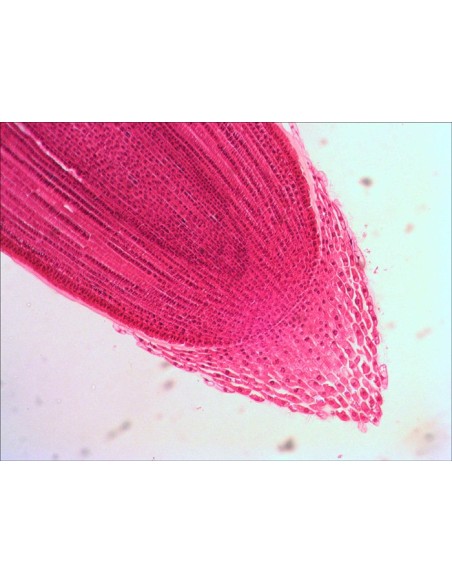 Set di vetrini "See it all!" (Alla scoperta del mondo!) Levenhuk N80 NG