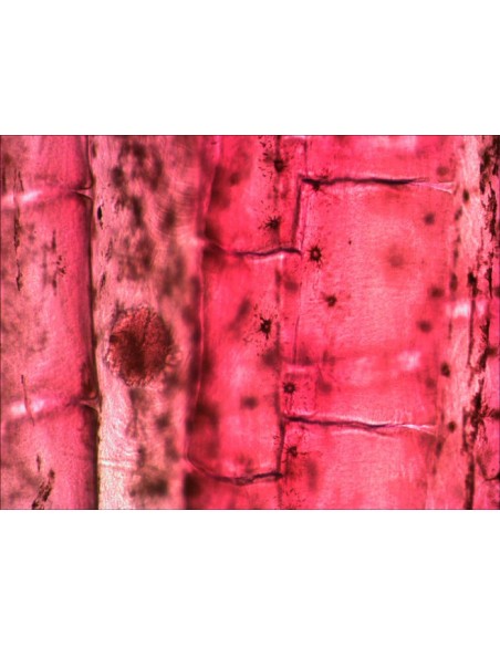 Set di vetrini "See it all!" (Alla scoperta del mondo!) Levenhuk N80 NG