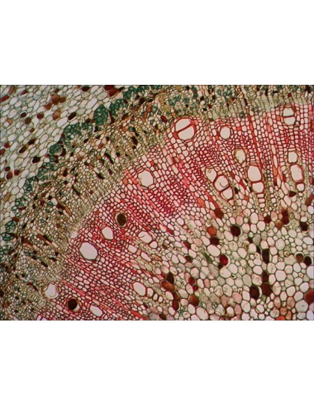 Set di vetrini "See it all!" (Alla scoperta del mondo!) Levenhuk N80 NG