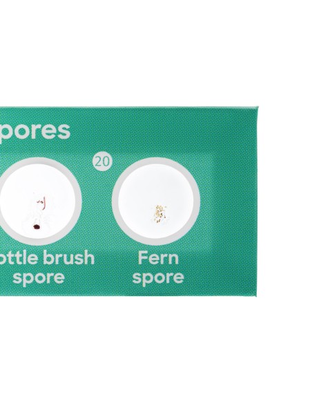 Discovery Flora Set con 12 vetrini preparati