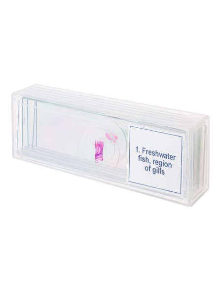 Set di micropreparati Discovery Prof DPS 5. “Mondo anfibio”