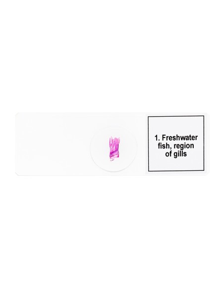 Set di micropreparati Discovery Prof DPS 5. “Mondo anfibio”