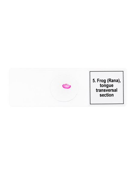 Set di micropreparati Discovery Prof DPS 5. “Mondo anfibio”